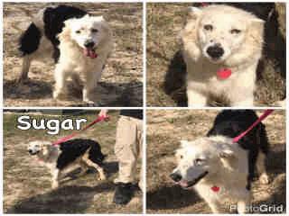 Retr SZ 201 Sugar - 11 Years Old Female RES ONLY A259273