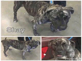 A259104 White/Brown Pit Bull/Mix ADOPT207 Shay - 3