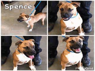 ADOPT210 Spence - 10 Months Old Male 01/22/17
