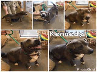 Boxer/Mix ADOPT402 Kennedy - 3 Years Old