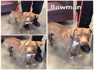 ADOPT404 Bowman - 1 Year 6 Months Old Male