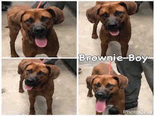 Brown/White Unknown ADOPT405 Brownie Boy - 1