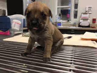 Weeks Old Female A259332 Henry -