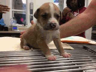 5 Weeks Old Female A259338 Howie - 5