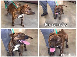 VER STRAY Total = 2 Dogs Total = 1 ADOPT408 Francis - 1