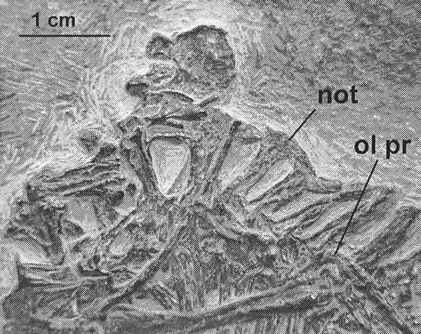 670 N. R. GEIST AND A. FEDUCCIA FIG. 4. Gliding adaptations in the trunk and forelimb skeleton of Megalancosaurus. Left lateral view of anterior trunk region.