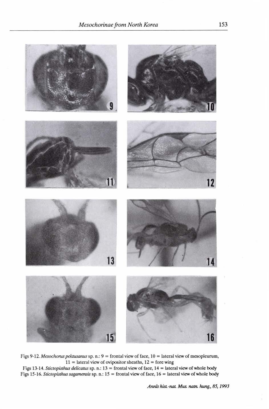 Figs 9-12. Mesochoruspektusanus sp. n.: 9 = frontal view of face, 10 = lateral view of mesopieurum, 11 = lateral view of ovipositor sheaths, 12 = fore wing Figs 13-14.