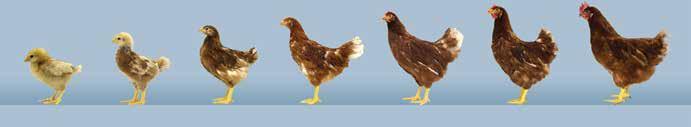 Growth and Development (continued) Pullet flocks that enter into egg production at the correct body weight (1.57 1.67 kg) with uniformities higher than 85% perform best in the production period.