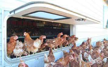 Management of Free Range Flocks Bird Acclimatization This is a critical period between rearing and the introduction of the laying house; it is vital to adjust the birds to their new surroundings, the