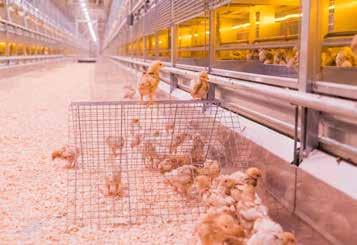 60% relative humidity HY-LINE BROWN: ALTERNATIVE SYSTEMS Chick Chick Brooding comfort Recommendations comfort CORRECT HOT zone BROODER zone Chicks evenly distributed in Chicks spread out, lethargic;