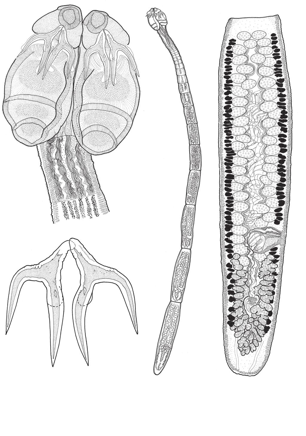 100 µm 23 55 medial 50 µm lateral 24 500 µm 26 25 100 µm Figs. 23 26. Line drawings of Acanthobothrium romanowi sp. n. Fig. 23. Scolex (USNPC 101965). Fig. 24. Hooks (QM G231360).
