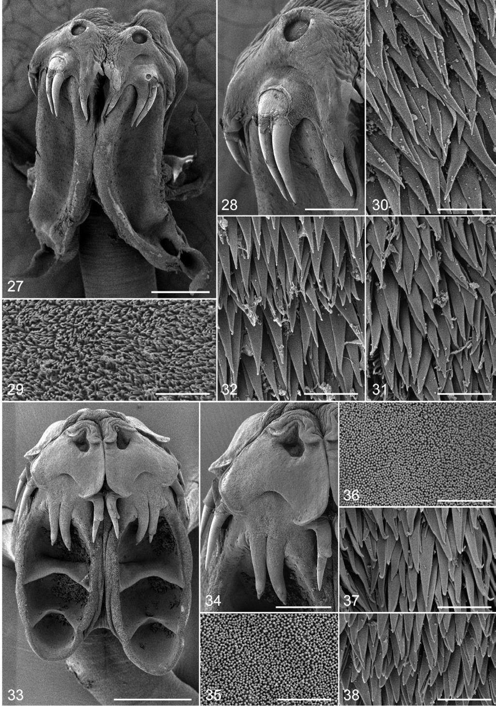 Fyler et al.: Five new species of Acanthobothrium 29 31 30 32 35 36 37 38 Figs. 27 32. Scanning electron micrographs of Acanthobothrium rodmani sp. n. Fig. 27. Scolex.