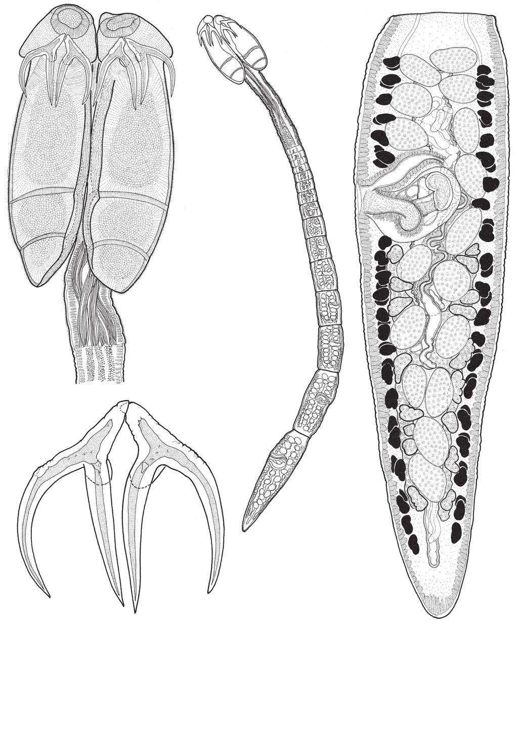 Fyler et al.: Five new species of Acanthobothrium 39 100 µm 56 42 500 µm 50 µm 100 µm 40 lateral medial 41 Figs. 39 42. Line drawings of Acanthobothrium zimmeri sp. n. Fig. 39. Scolex (USNPC 101967).