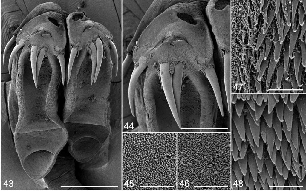 45 47 46 48 Figs. 43 48. Scanning electron micrographs of Acanthobothrium zimmeri sp. n. Fig. 43. Scolex.