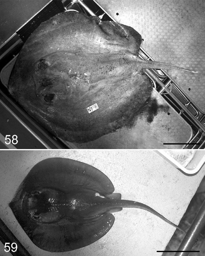 Fyler et al.: Five new species of Acanthobothrium Fig. 58. Dorsal view of adult female of Himantura sp. (host specimen No. NT-96). Fig. 59. Dorsal view of pup from female in Fig. 58. Scale bars: Fig.