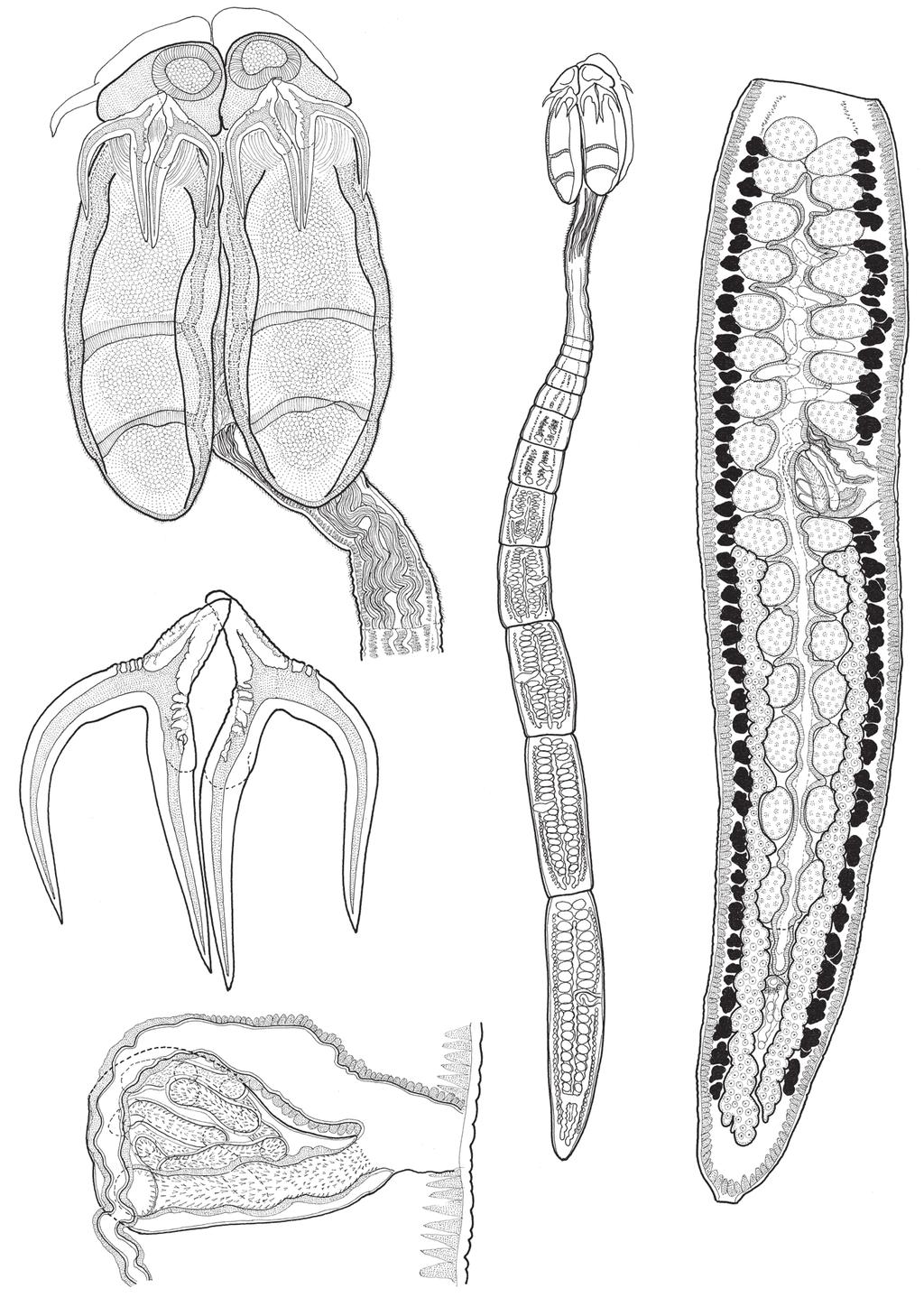 100 µm Fyler et al.: Five new species of Acanthobothrium 1 49 50 µm 2 lateral medial 5 500 µm 3 100 µm 4 50 µm Figs. 1 5. Line drawings of Acanthobothrium oceanharvestae sp. n. Fig. 1. Scolex (QM G231345).