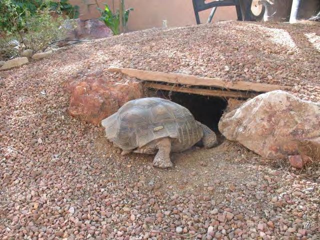 Fall Farewell Soak tortoise Let your tortoise decide how