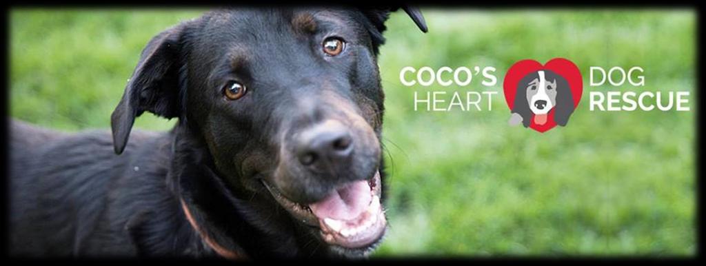 Table of Contents Coco s Heart Dog Rescue s Situational Analysis... 3 Coco s Heart Dog Rescue s Target Audience.