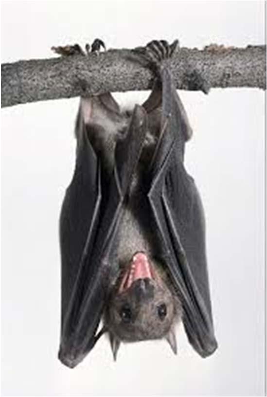 Rousettus aegyptiacus Found across sub-saharan Africa, North Africa, the Mediterranean, Arabian Peninsula and Middle East, and into southwest Asia Unlike most other fruit bats, the Egyptian fruit bat