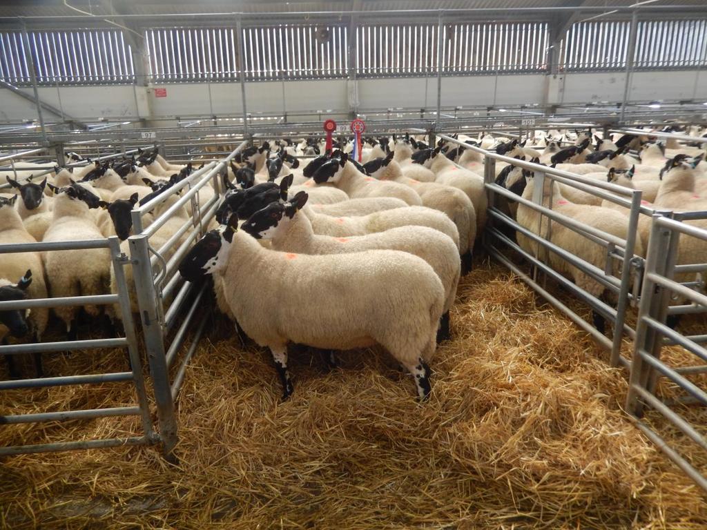 LLANDOVERY MARKET Wednesday 20 th September 2017 2982 SPECKLED FACE EWES Champion Pen 2016 EB & S Jones & Son, Blaenblodau Including Sale for Eppynt Hill & Beulah Speckled Face Sheep Society Sale 10.