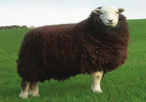 Commercially Farmed Native Sheep Breeds in the UK
