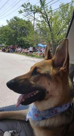 There were tons of people at this parade and they enjoyed seeing our beautiful GSD s.
