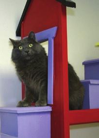 Working with a local box company, they developed a cardboard box that would give caged cats a place to hide and perch, hard-wired feline behaviors that are often frustrated in typical shelter housing.