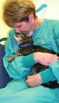 vomiting, urinary problems, diarrhea, upper respiratory infections, etc.), basic cat behavior, and safety in a shelter environment.