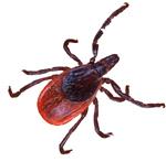 About Ticks and Lyme Disease Ticks are small crawling bugs in the spider family. They are arachnids, not insects. There are hundreds of different kinds of ticks in the world.