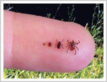 In the midwestern and eastern United States, Ixodes scapularis or deer tick is the primary vector of Lyme disease.
