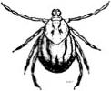 Know Your Ticks American Dog Tick Dermacentor veriabillis The American dog tick can transmit Rocky Mountain spotted fever, Tularemia,
