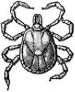 Lone Star Tick Amblyomma americanum The lone star tick is prevalent in the Southwest and can transmit Rickettsia, Tularemia, Ehrlichia, Q fever and tick