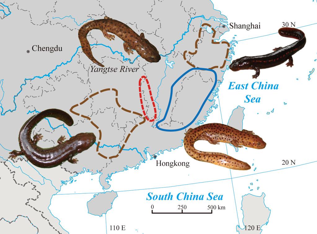 84 Asian Herpetological Research Vol. 3 Figure 1 Distribution of Pachytriton brevipes (blue solid line), P. archospotus (red dashed line) and P. inexpectatus (brown dashed line) in southeastern China.