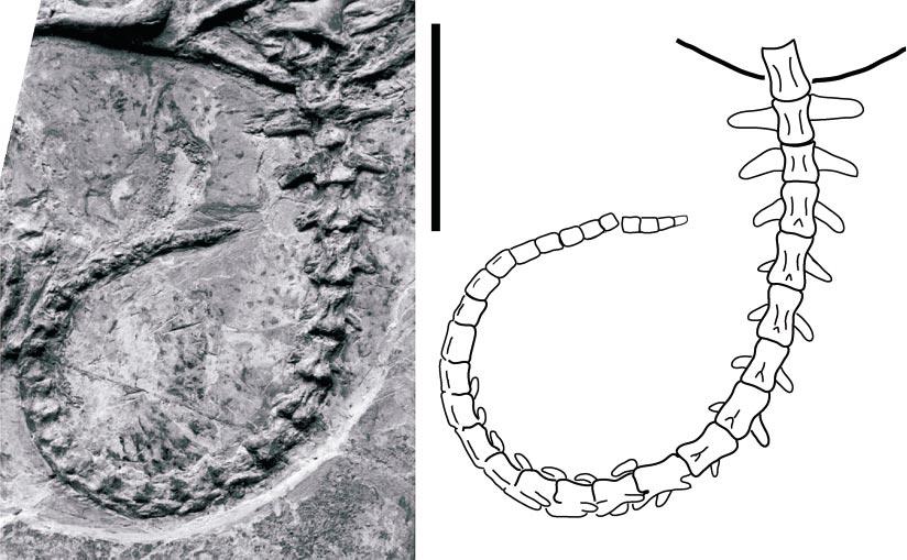 16 AMERICAN MUSEUM NOVITATES NO. 3438 Fig. 8. Ordosemys liaoxiensis (Ji, 1995), GM V3001, Yixian Formation, Liaoning, China. Detail of tail. Scale bar 50 mm. are preserved but disarticulated.