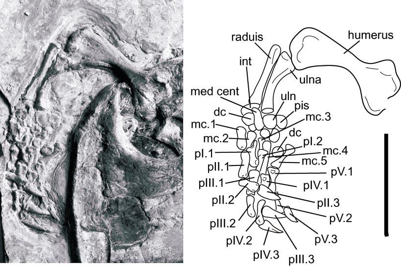 2004 TONG ET AL.: ORDOSEMYS FROM YIXIAN FORMATION, CHINA 17 Fig. 9. Ordosemys liaoxiensis (Ji, 1995), GM V3001, Yixian Formation, Liaoning, China. Detail of forelimb. Scale bar 50 mm.