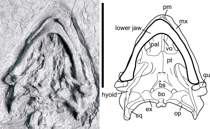6 AMERICAN MUSEUM NOVITATES NO. 3438 Fig. 2. Ordosemys liaoxiensis (Ji, 1995), GM V3001, Yixian Formation, Liaoning, China. Skull in ventral view. Scale bar 50 mm. preserved on its right side.