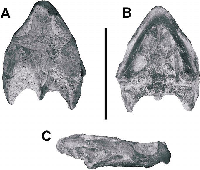 8 AMERICAN MUSEUM NOVITATES NO. 3438 Fig. 3. Ordosemys liaoxiensis (Ji, 1995), GM V3000-4, Yixian Formation, Liaoning, China. Skull in dorsal (A), ventral (B) and right lateral (C) views.