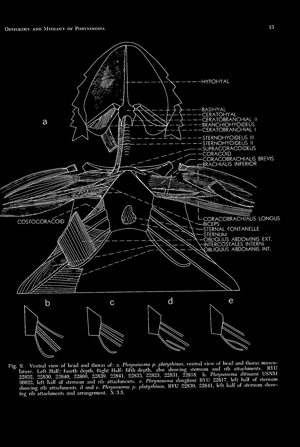 9 Ventral view of head and thorax of: a. Phrynosoma p. pkttyrhinos, ventral view of head and thorax musculature Left Half: fourth depth.