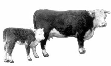 Hereford Santa Gertrudes 1. Batangas breed. This is raised for its meat. This breed is resistant to diseases. It has different colors such as black, yellow or red.