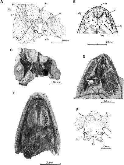 SHISHKIN AND RUBIDGE: LOWER TRIASSIC AMPHIBIAN 663 TEXT-FIG. 5. Broomistega putterilli, Lystrosaurus Assemblage Zone (A±E); and Rhinesuchus sp.