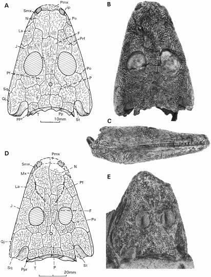 SHISHKIN AND RUBIDGE: LOWER TRIASSIC AMPHIBIAN 661 TEXT-FIG. 3. Skulls of juvenile Broomistega putterilli, specimens BP/1/5058 (A±C), and BP/1/3241 (D±E).