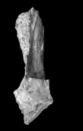 10 American Museum NovITATES No. 3722 j.prqr prp 5 mm Figure 7. Partial right pterygoid of Mahakala omnogovae (IGM 100/1033).