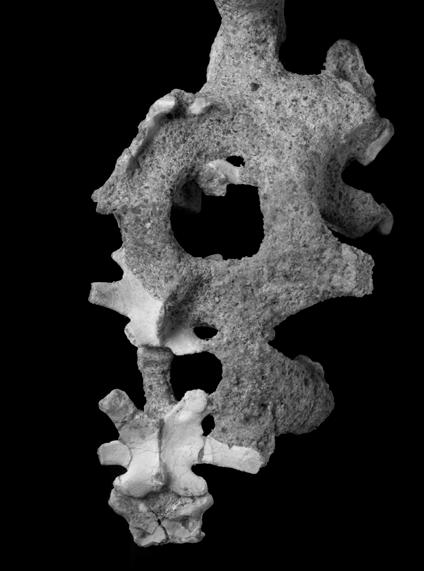 2011 TURNER et al.: MAHAKALA ANATOMY AND PHYLOGENY 25 10 mm Figure 18. Caudal vertebrae 2 through 4 of Mahakala omnogovae (IGM 100/1033) in dorsal view.