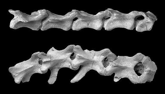 26 American Museum NovITATES No. 3722 ep prz (c3) 10 mm Figure 19. Caudal vertebrae 4 through 8 of Mahakala omnogovae (IGM 100/1033) in lateral (top) and dorsal (bottom) views.