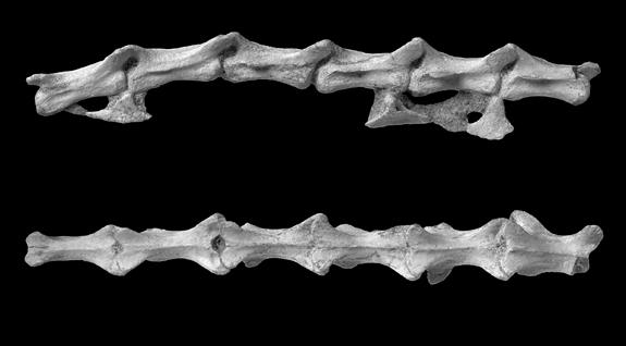 2011 TURNER et al.: MAHAKALA ANATOMY AND PHYLOGENY 27 tr ch ns 10 mm Figure 20. Caudal vertebrae 9 through 14 of Mahakala omnogovae (IGM 100/1033) in lateral (top) and dorsal (bottom) views.