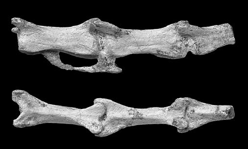 28 American Museum NovITATES No. 3722 5 mm Figure 21. Caudal vertebrae 15 through 17 of Mahakala omnogovae (IGM 100/1033) in lateral (top) and dorsal (bottom) views. Anterior is to the left.