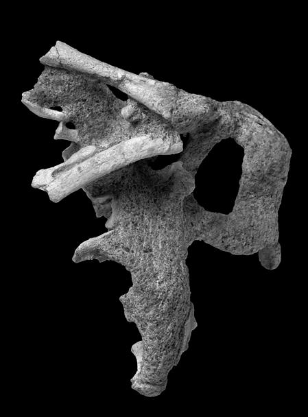 2011 TURNER et al.: MAHAKALA ANATOMY AND PHYLOGENY 29 Rhu Lsc 10 mm Figure 22. Left scapula and right humerus of Mahakala omnogovae (IGM 100/1033).