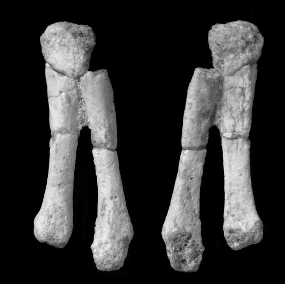 36 American Museum NovITATES No. 3722 A B mc III mc II 5 mm Figure 27. Left metacarpals II and III of Mahakala omnogovae (IGM 100/1033) in dorsal (A) and ventral (B) views.