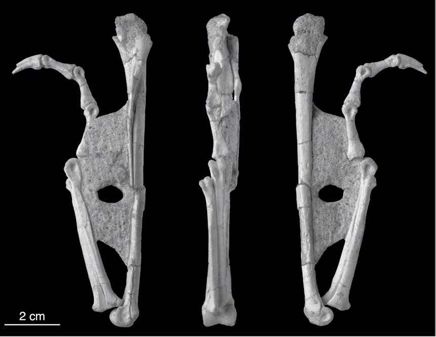 50 American Museum NovITATES No. 3722 2 cm Figure 35. Left digit III pedal phalanges of Mahakala omnogovae (IGM 100/1033), prior to full preparation of the left tibia and metatarsus.