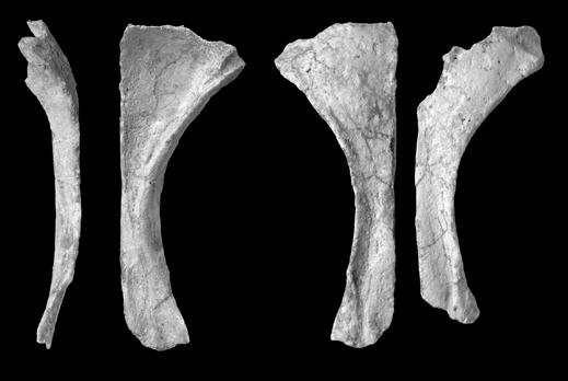 6 American Museum NovITATES No. 3722 tl f.po f.l 10 mm Figure 3. Right frontal of Mahakala omnogovae in lateral and ventral views (left).